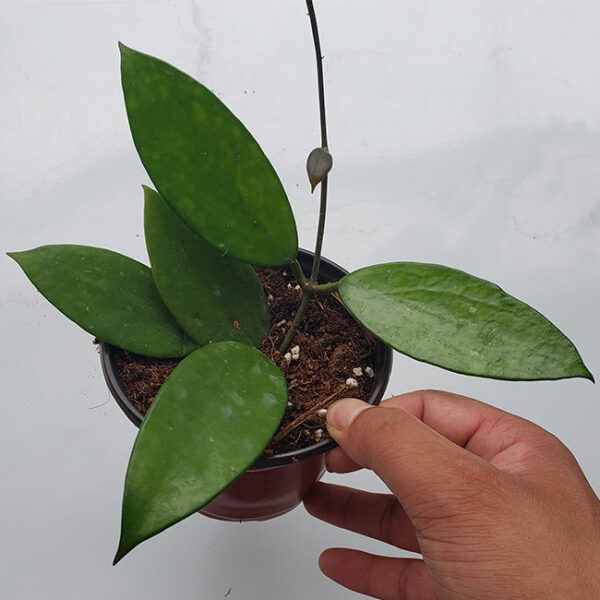 鐵草鞋 Hoya pottsii：圖片 4