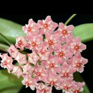 粉龍球蘭 Hoya pubicalyx 'Pink dragon'