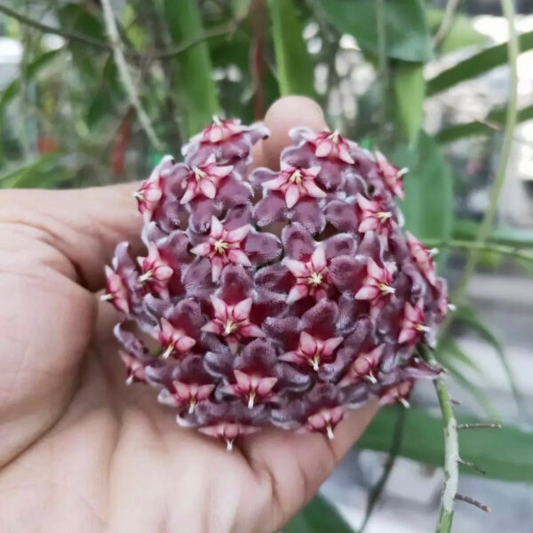 黑龍球蘭 Hoya pubicalyx 'Black dragon'