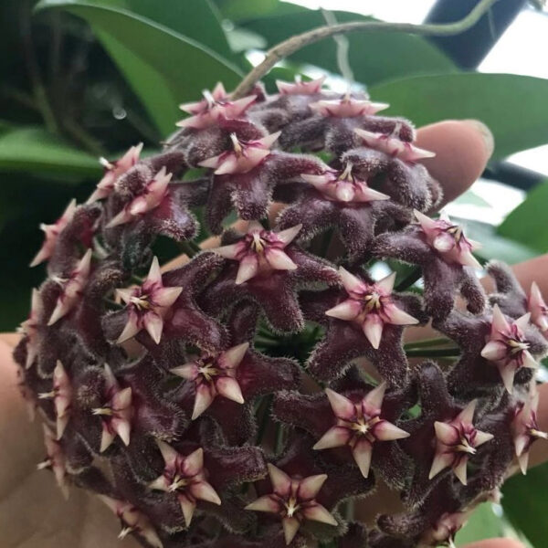 黑龍球蘭 Hoya pubicalyx 'Black dragon'：圖片 3