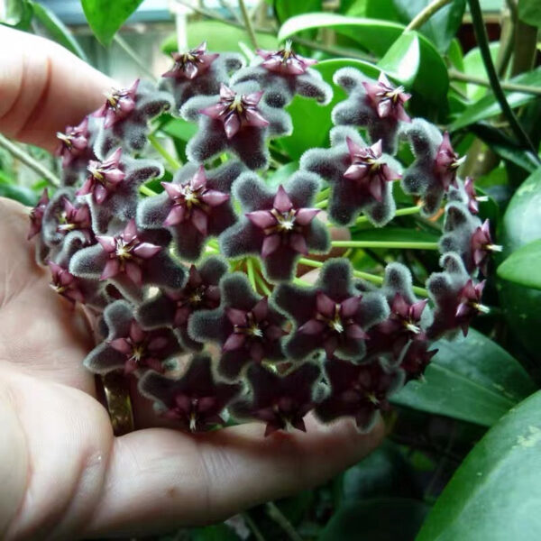 黑龍球蘭 Hoya pubicalyx 'Black dragon'：圖片 4