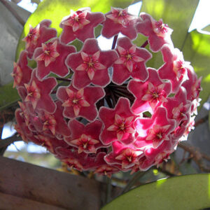 銀粉球蘭 Hoya pubicalyx 'Pink Silver'
