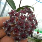 紅巴頓球蘭 Hoya pubicalyx 'Red button'