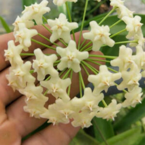 白龍毬蘭 Hoya pubicalyx 'White dragon'
