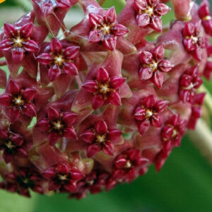 球蘭 Hoya purpureo --fusca