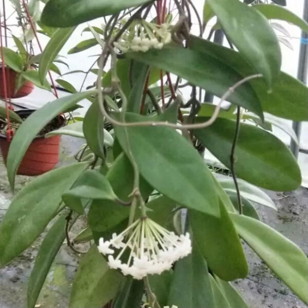 卷邊球蘭 Hoya revolubilis ssp. White：圖片 6