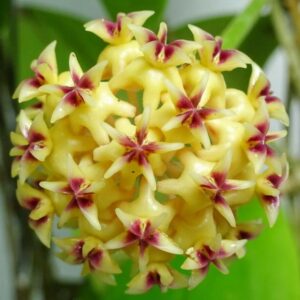 球蘭 Hoya rintzii