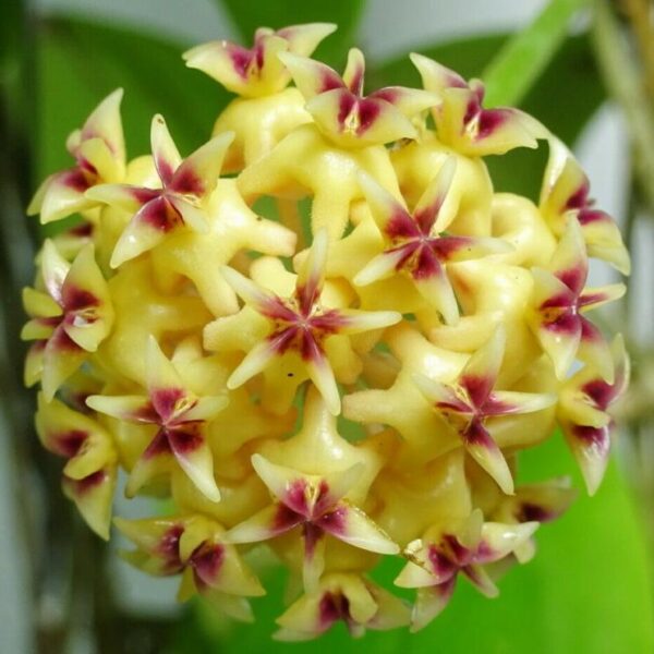球蘭 Hoya rintzii