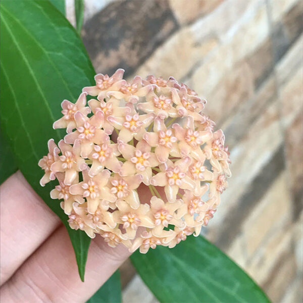 暹羅球蘭 Hoya siariae：圖片 2