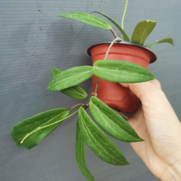 暹羅球蘭 Hoya siariae：圖片 5