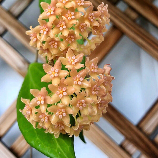 暹羅球蘭 Hoya siariae：圖片 3