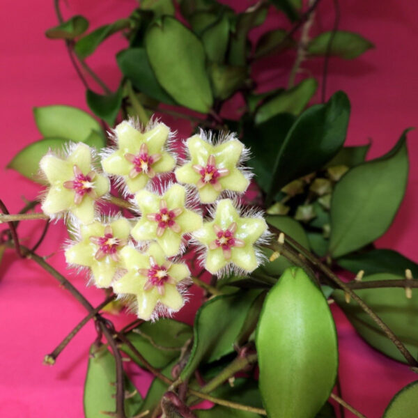 索達希斯毬蘭 Hoya soidaoensis：圖片 5