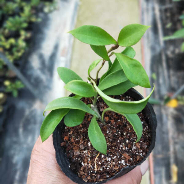 索達希斯毬蘭 Hoya soidaoensis：圖片 3