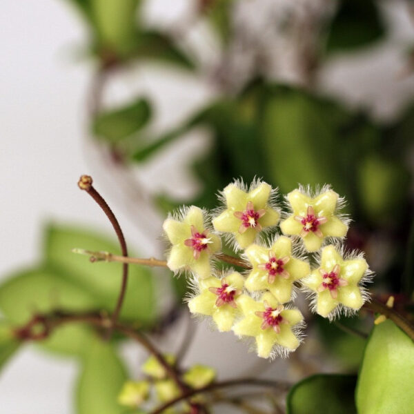 索達希斯毬蘭 Hoya soidaoensis：圖片 4
