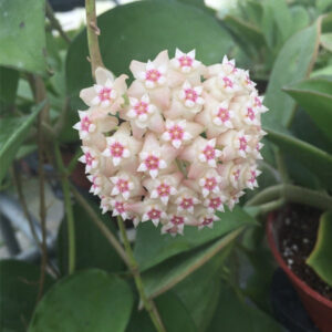 球蘭 Hoya sp. gajah liar