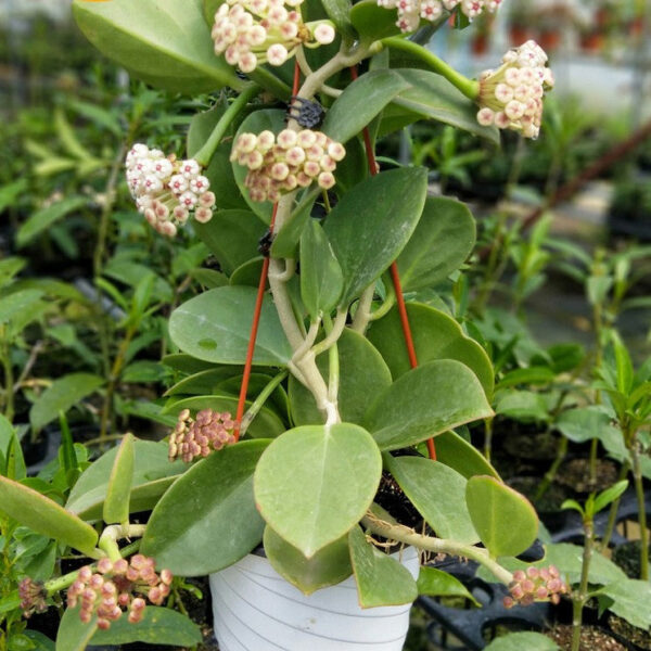 紅心粗蔓球蘭 Hoya pachyclada 'Red Corona'：圖片 5