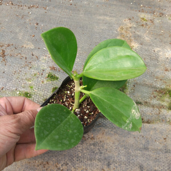紅心粗蔓球蘭 Hoya pachyclada 'Red Corona'：圖片 3