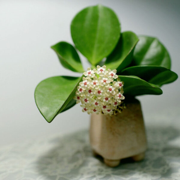 紅心粗蔓球蘭 Hoya pachyclada 'Red Corona'：圖片 4