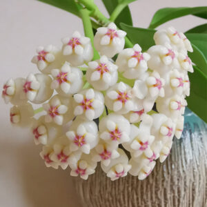 紅心粗蔓球蘭 Hoya pachyclada 'Red Corona'