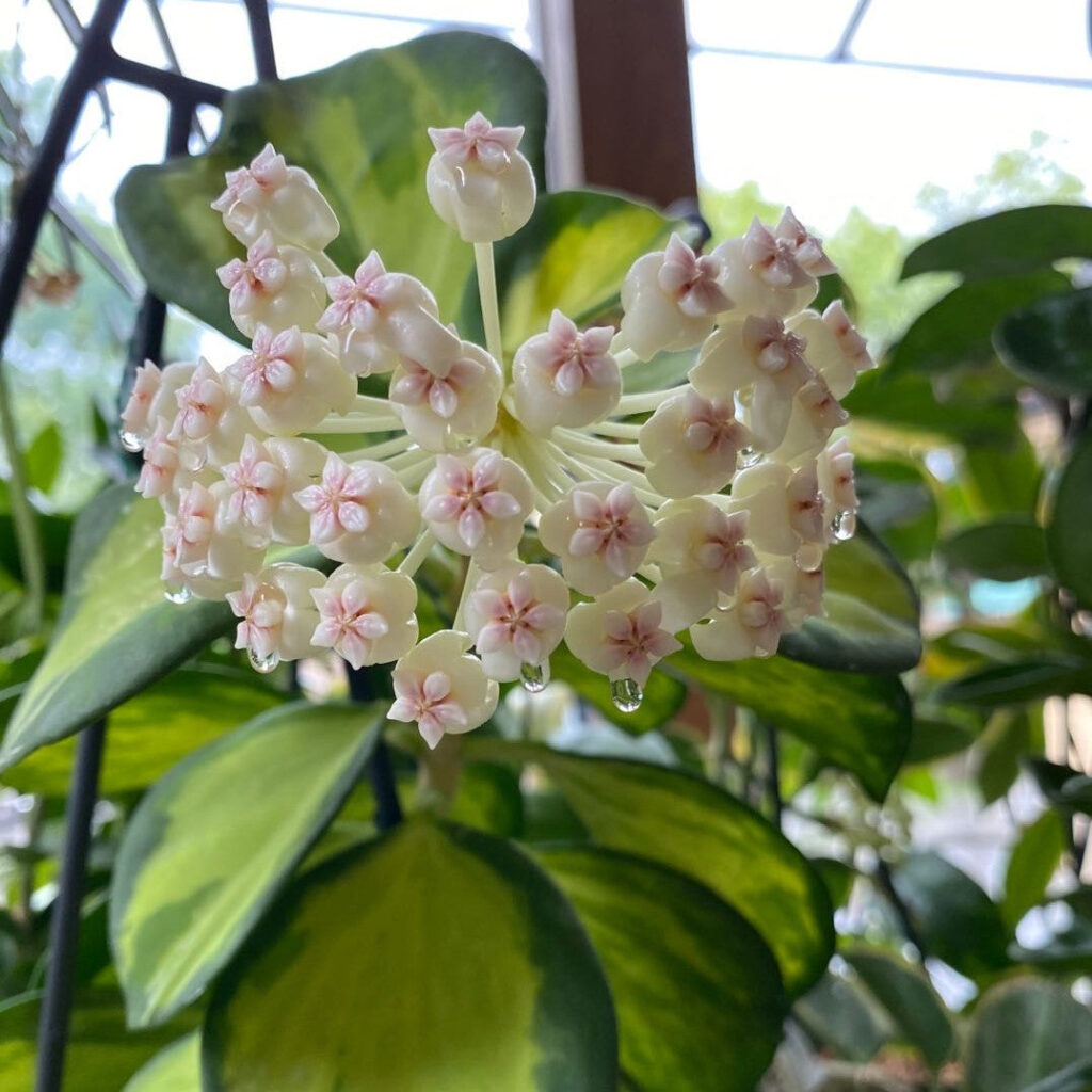毬蘭 Hoya subquintuplinervis variegated