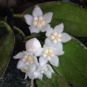 西藏球蘭 Hoya thomsonii 'White flower'