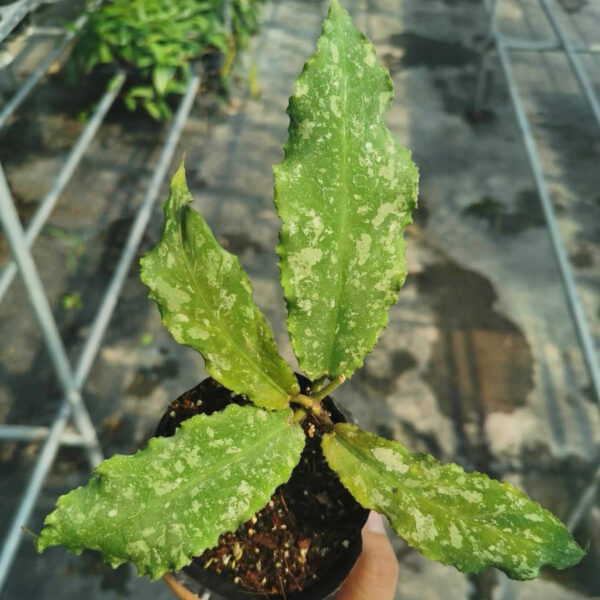 波狀葉球蘭 Hoya undulata：圖片 2