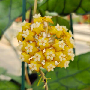 球蘭UT158 Hoya UT158