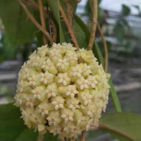 黃結球蘭 Hoya vitellinoides：圖片 5