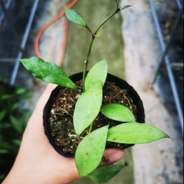 瓦林球蘭 Hoya walliniana：圖片 4