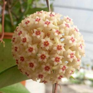 球蘭 Hoya wibergiae