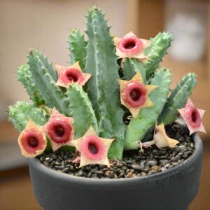 斑馬蘿藦 Huernia zebrina