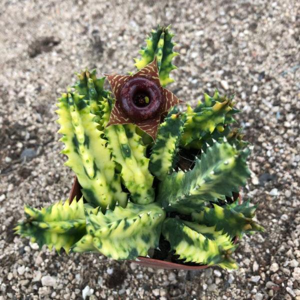 蘿藦鎬馬錦 Huernia Zebrina Variegata：圖片 2