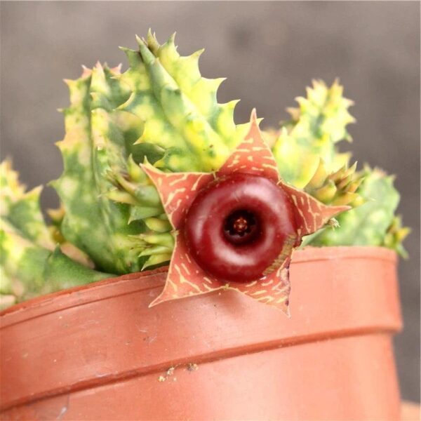 蘿藦鎬馬錦 Huernia Zebrina Variegata