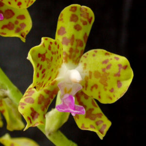 濕唇蘭 Moth Orchid (Hygrochilus parishii)