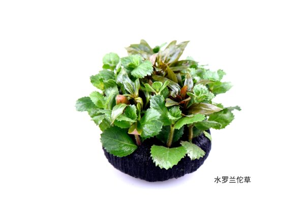 水羅蘭：圖片 2