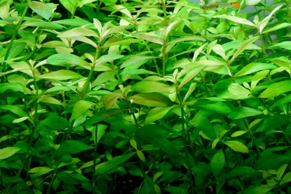 青葉草