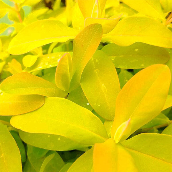 金絲桃 Hypericum monogynum：圖片 3