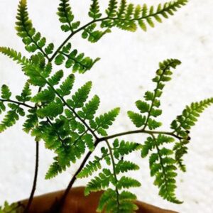 腫足蕨 Hypodematium crenatum