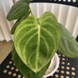 白脈大葉合果芋 Ice Frost (Syngonium macrophyllum)