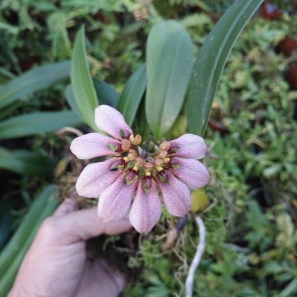 梳帽卷瓣蘭 Bulbophyllum andersonii