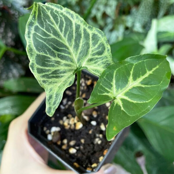 巴迪合果芋 Syngonium Batik：圖片 2