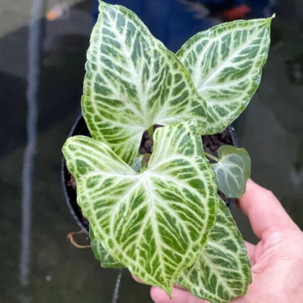 巴迪合果芋 Syngonium Batik：圖片 3