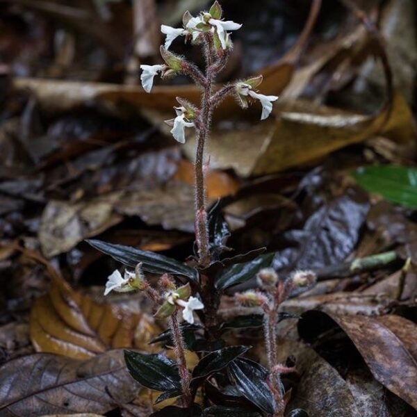 西南齒唇蘭 Odontochilus elwesii