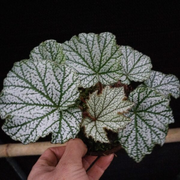 變色細銀葉秋海棠 Begonia sp. silver leaf