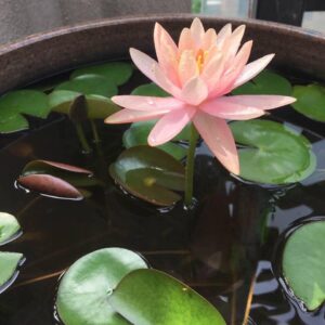 蓮花 Waterlily (Nymphaea tetragona)