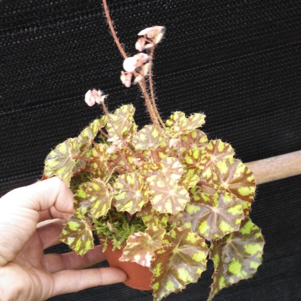 虎斑秋海棠 Begonia 'Tiger Kitten'：圖片 3