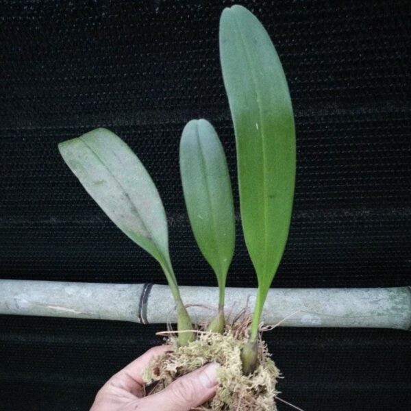 梳帽卷瓣蘭 Bulbophyllum andersonii：圖片 4