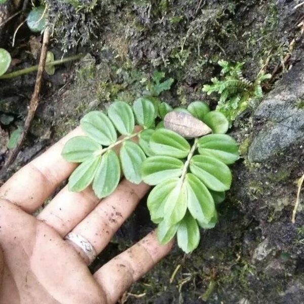 小麥樓梯草 Elatostema sp