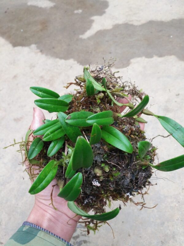 石豆蘭屬 Bulbophyllum sp. (Pinky)：圖片 2