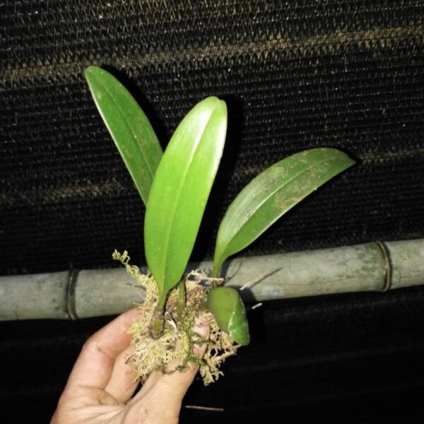 梳帽卷瓣蘭 Bulbophyllum andersonii：圖片 2